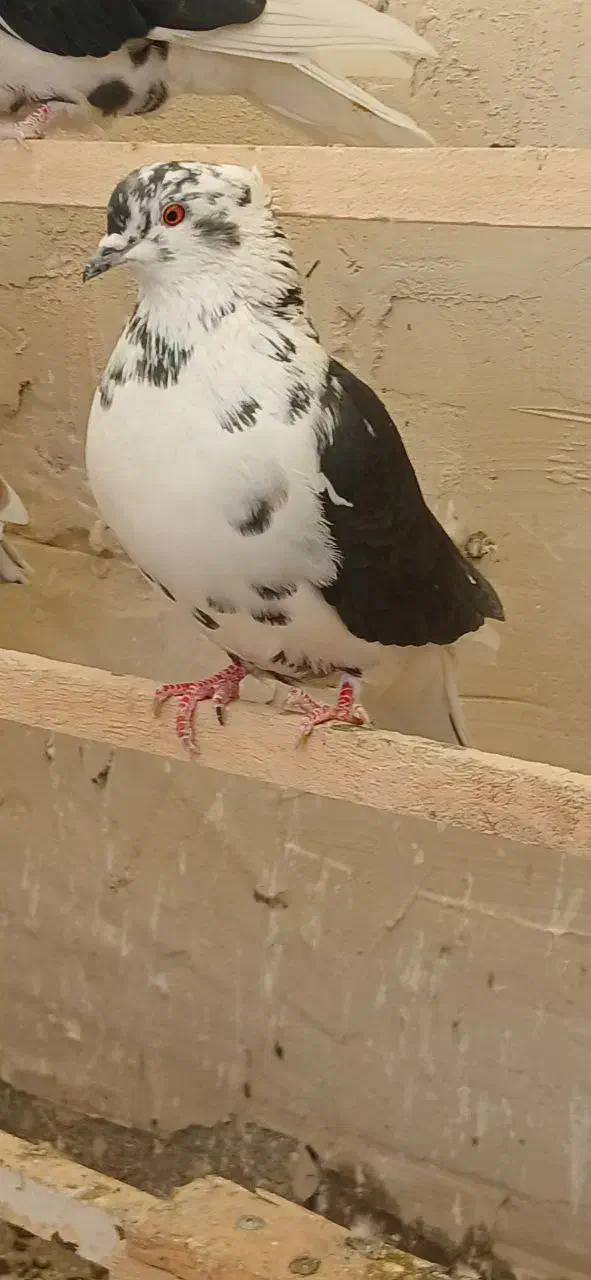 کبوتر|پرنده|اشنویه, |دیوار