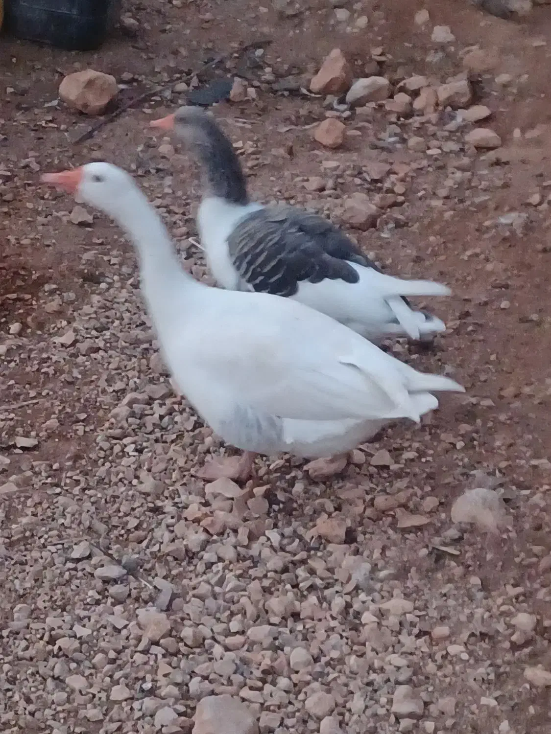 غازیک جفت نر وماده|حیوانات مزرعه|یاسوج, |دیوار