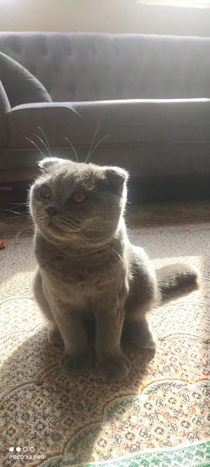 گربه بریتیش شناسنامه دار|گربه|قم, پردیسان|دیوار