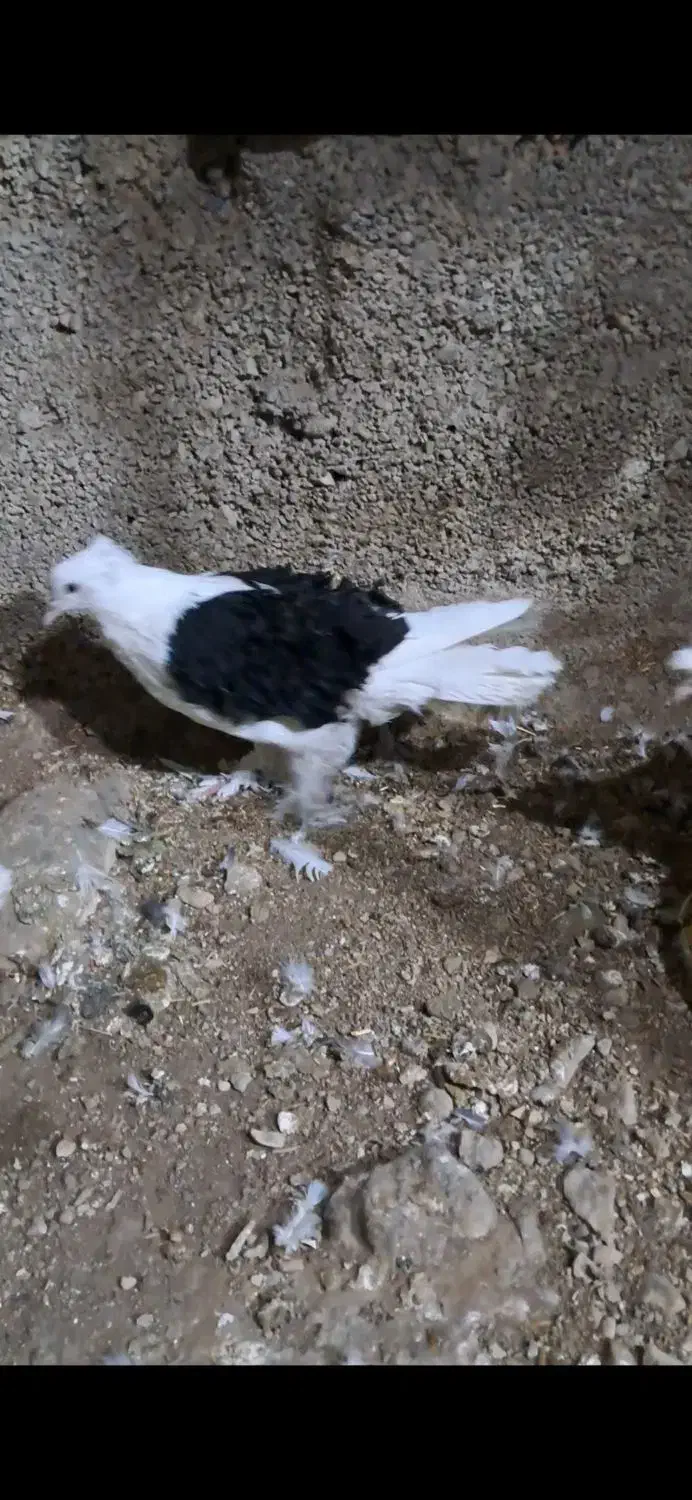 جکسون|پرنده|اصفهان, پل شریعتی|دیوار