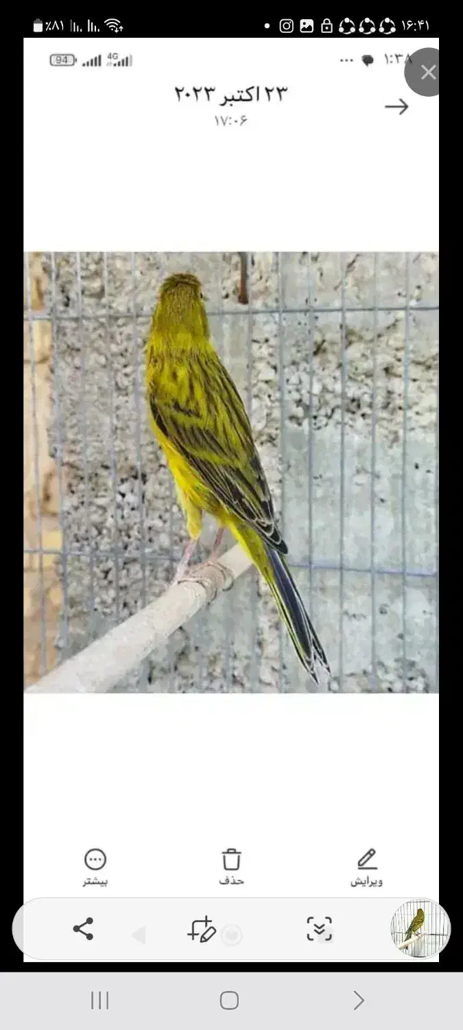 قناری|پرنده|داراب, |دیوار