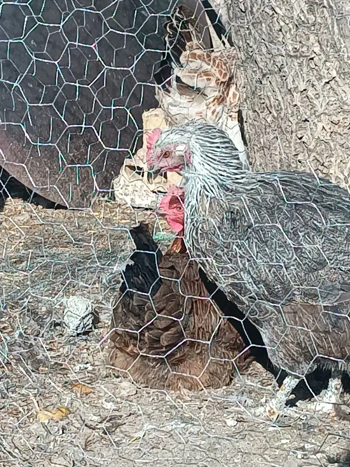 مرغ|حیوانات مزرعه|الشتر, |دیوار