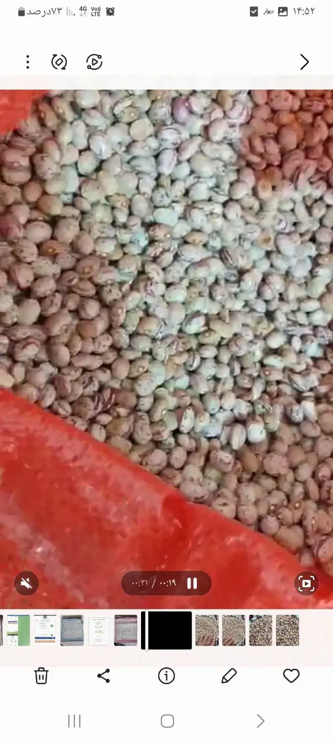 لوبیا چیتی|خوردنی و آشامیدنی|تهران, دانشگاه شریف|دیوار