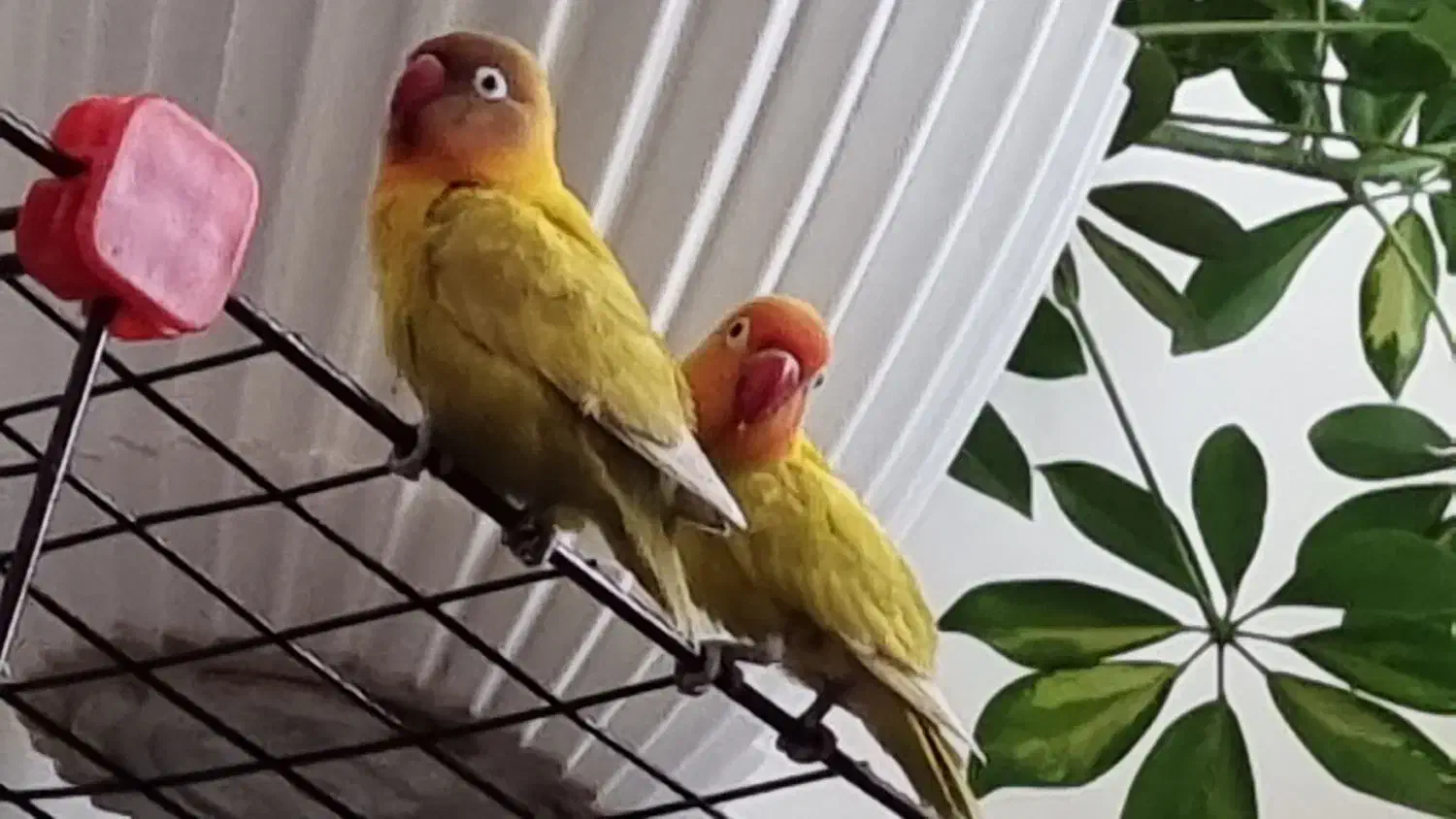 جفت کوتوله برزیلی|پرنده|شاهین‌شهر, شهرک هشت بهشت|دیوار