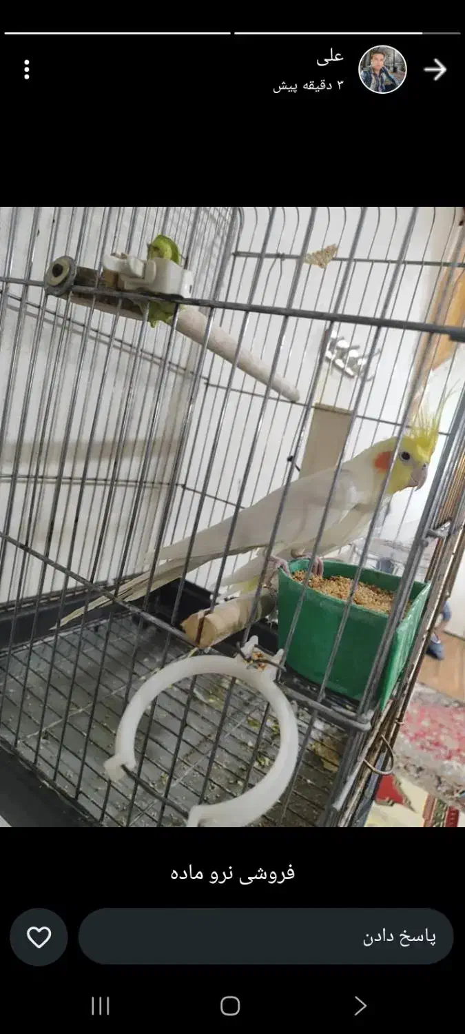 پرنده|پرنده|ششده و قره بلاغ, |دیوار