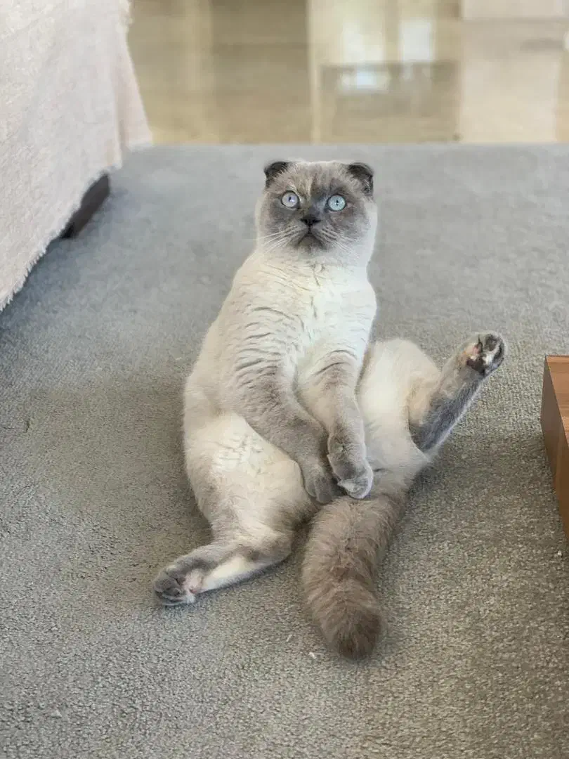 اسکاتیش سیامی|گربه|بندرعباس, |دیوار