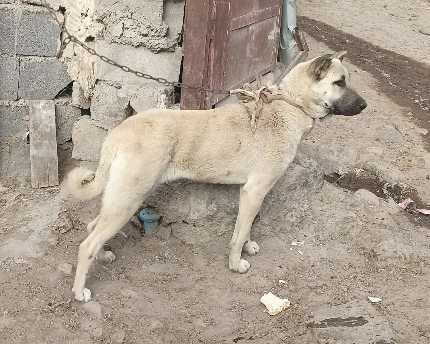 ماده سرابی|سگ|میانه, |دیوار