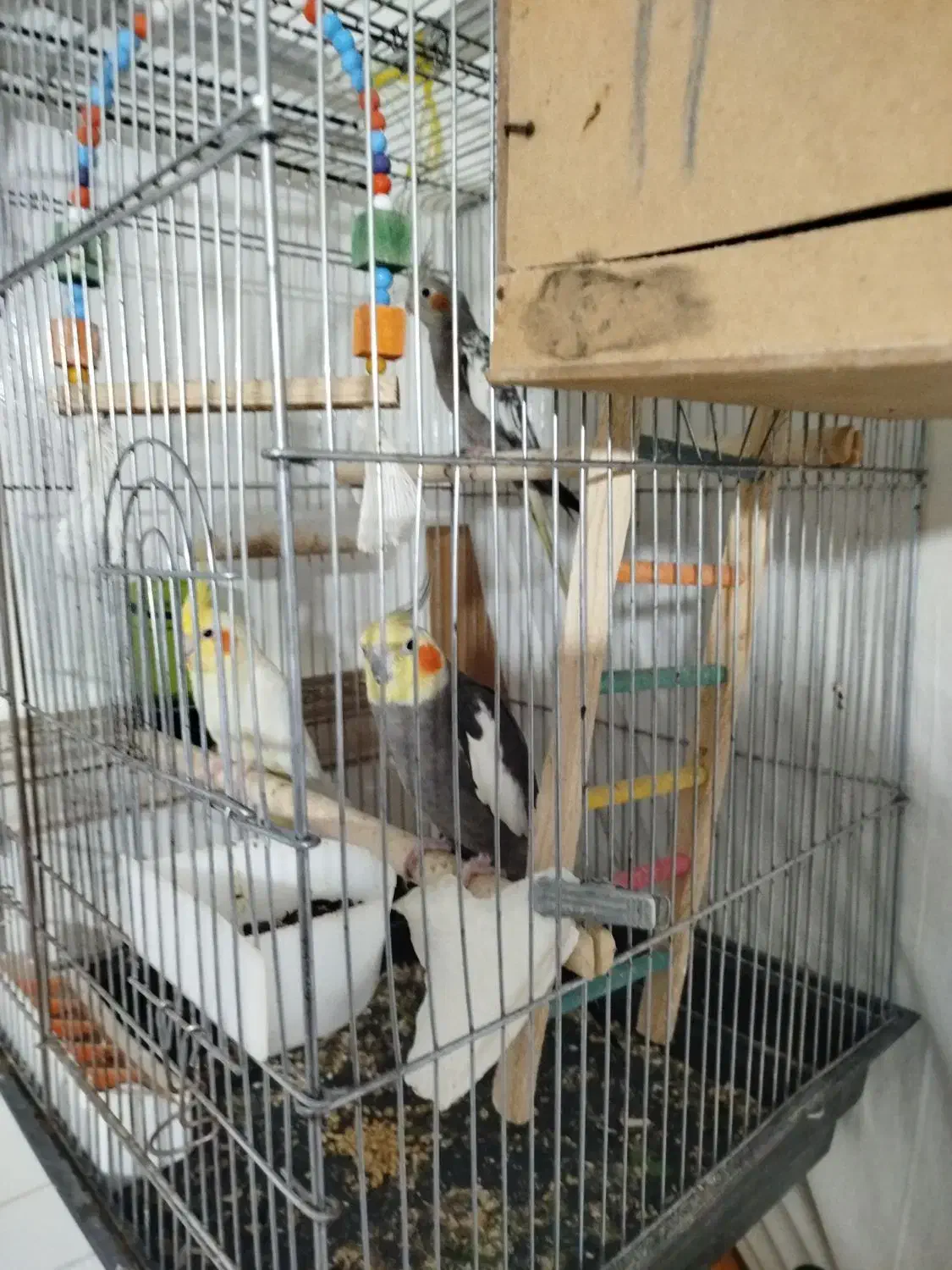 عروس هلندی|پرنده|پیرانشهر, |دیوار