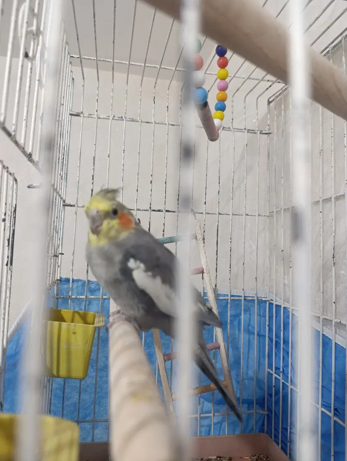 عروس هلندی|پرنده|کاشان, فاز ۲ ناجی آباد|دیوار