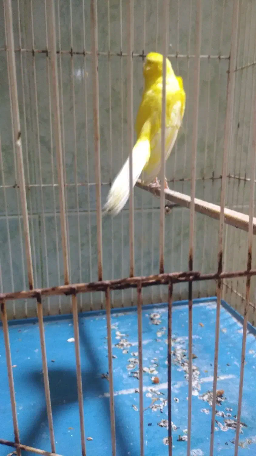 قناری رسمی بلند ،نر|پرنده|رامهرمز, |دیوار