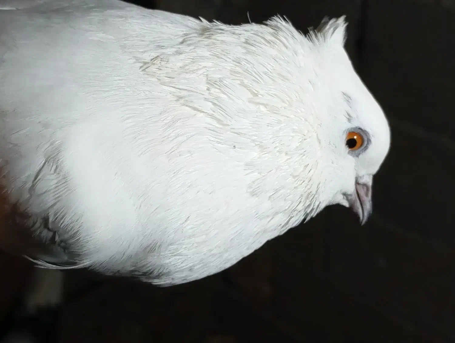 دوعدد کبوتر  نر پرشی|پرنده|خان ببین, |دیوار