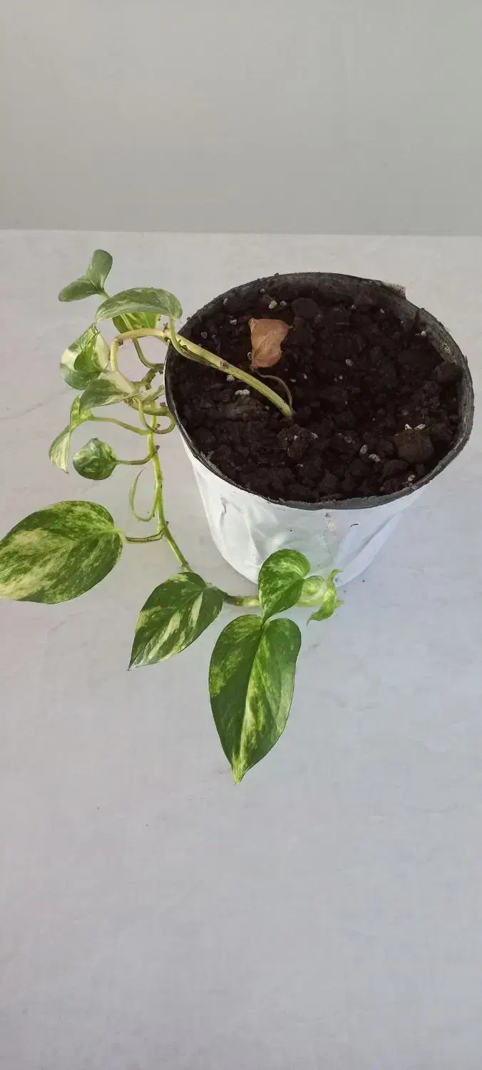 گلدون و گل طبیعی|گل و گیاه طبیعی|جوانرود, |دیوار