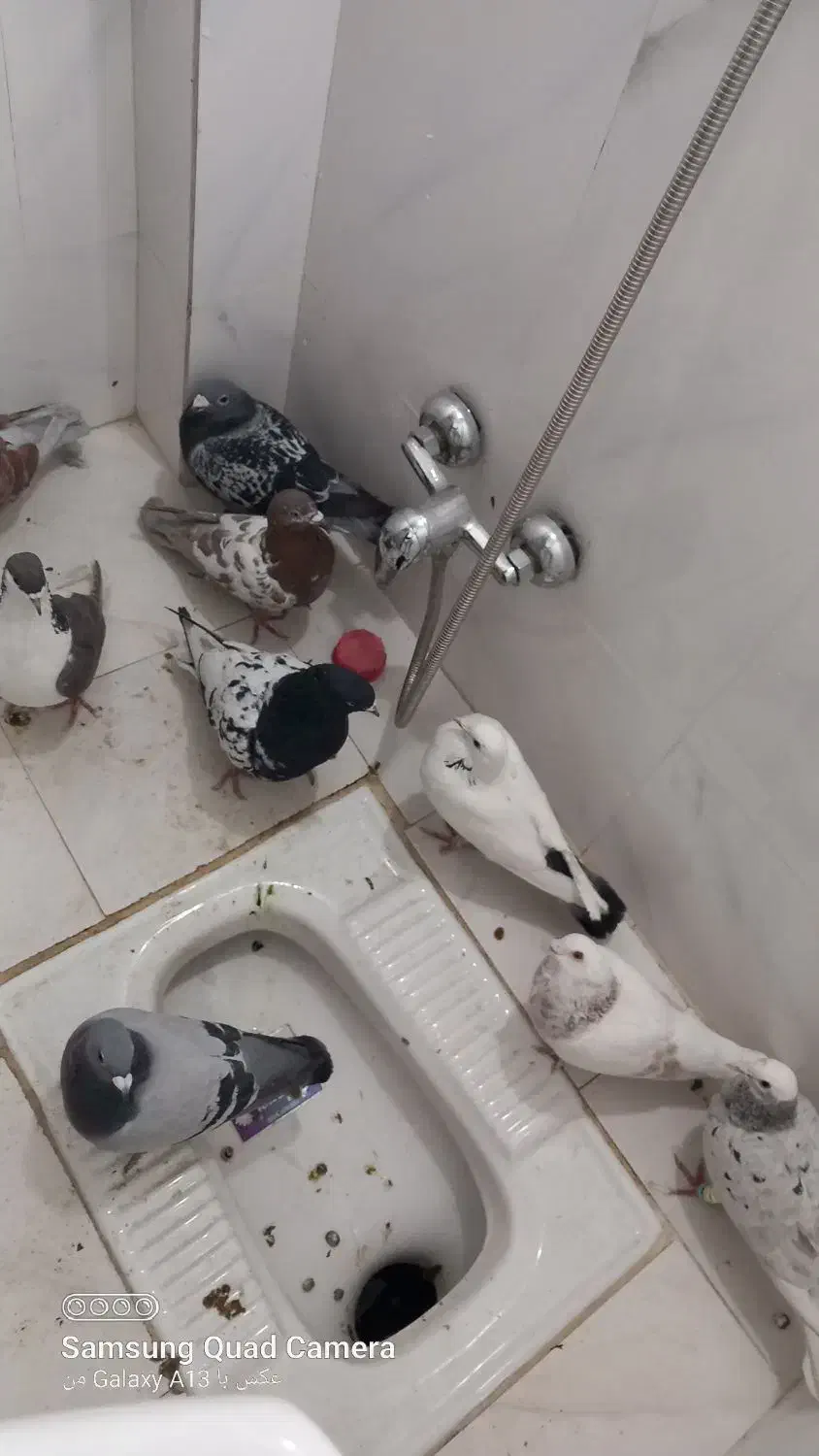 کبوتر|پرنده|ملکآباد, |دیوار