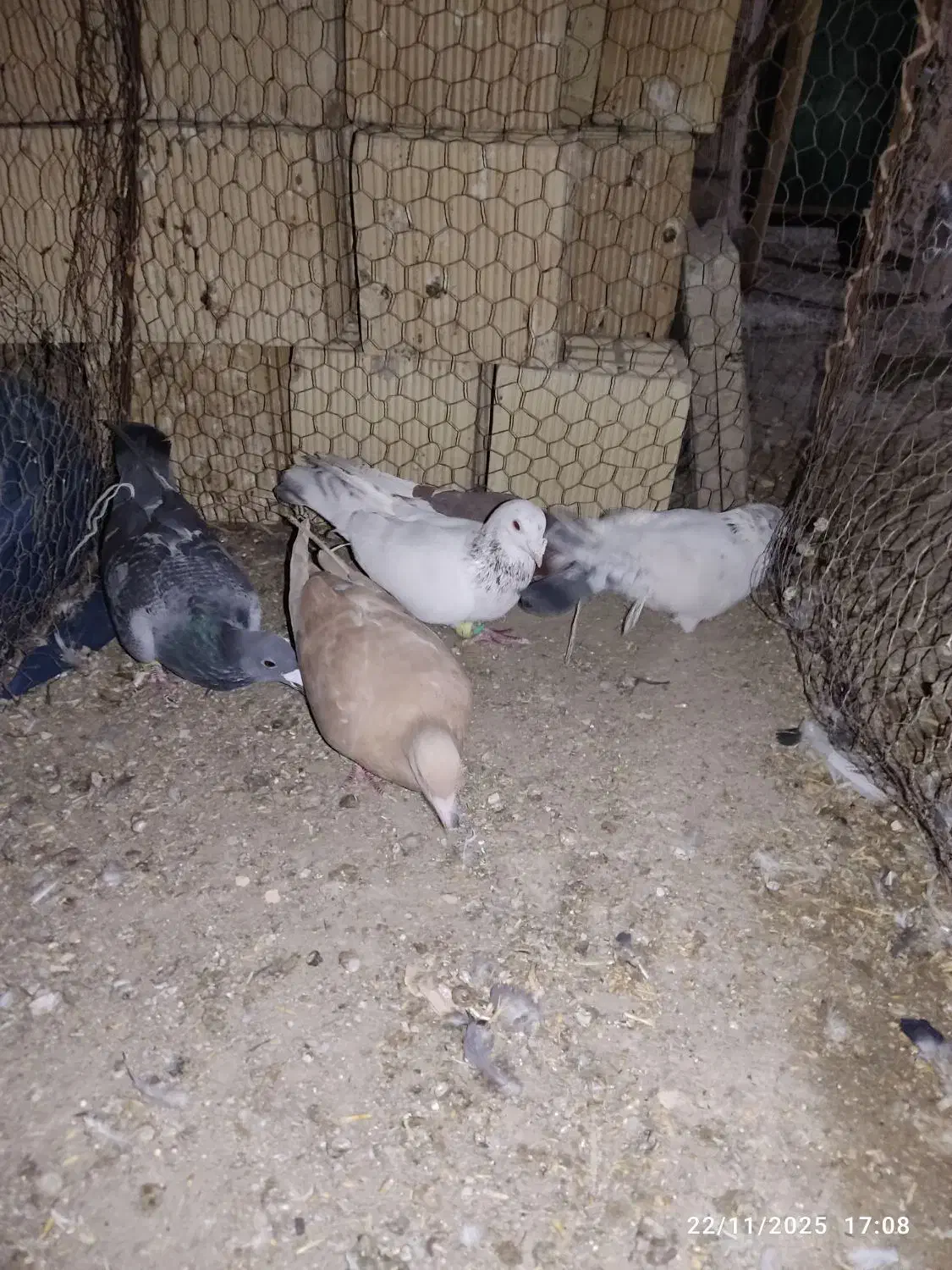 کبوتر پرشی|پرنده|اسفراین, |دیوار