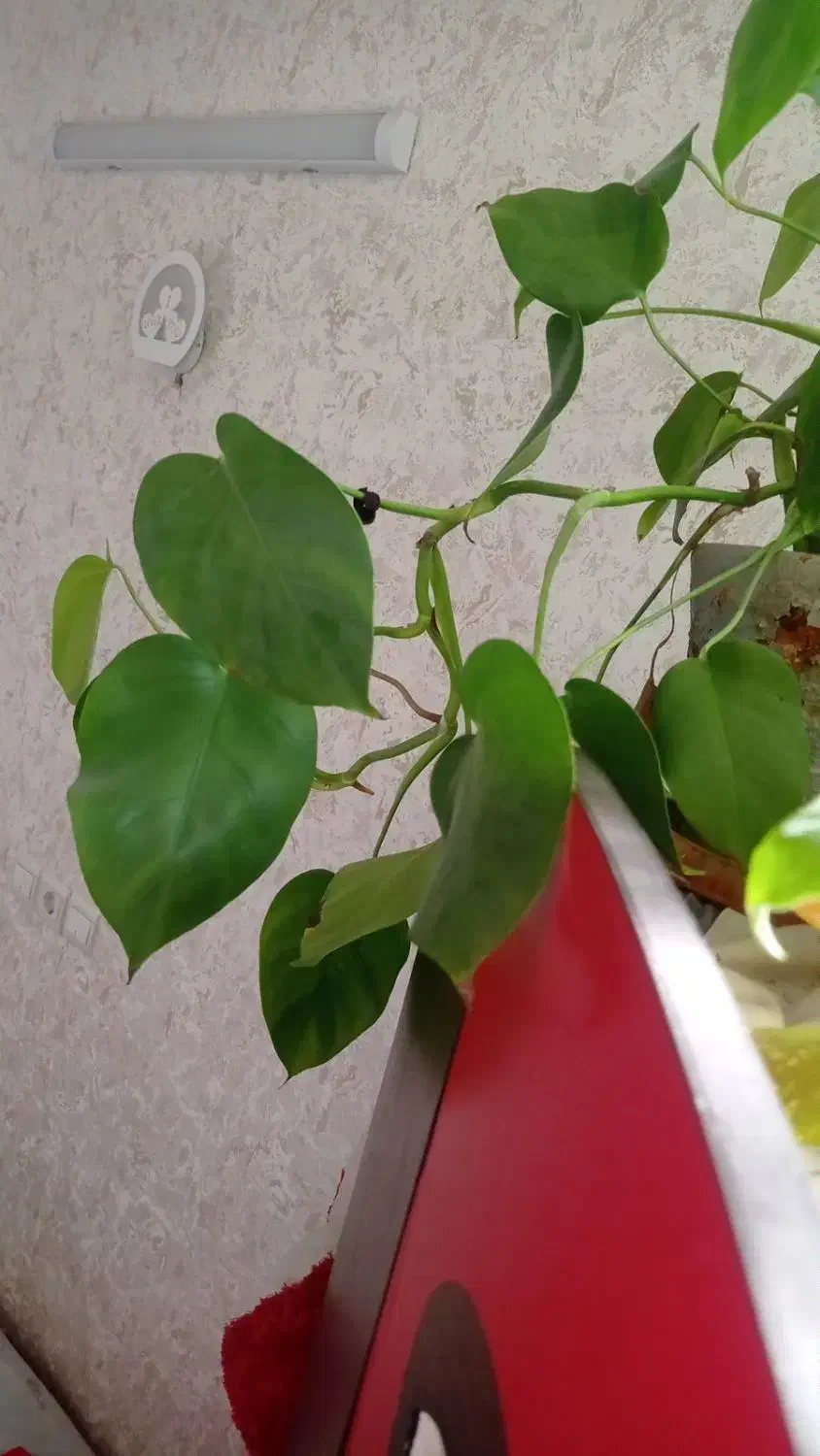 گل برگ انجیری فقط ۵۰|گل و گیاه طبیعی|فولادشهر, C3|دیوار