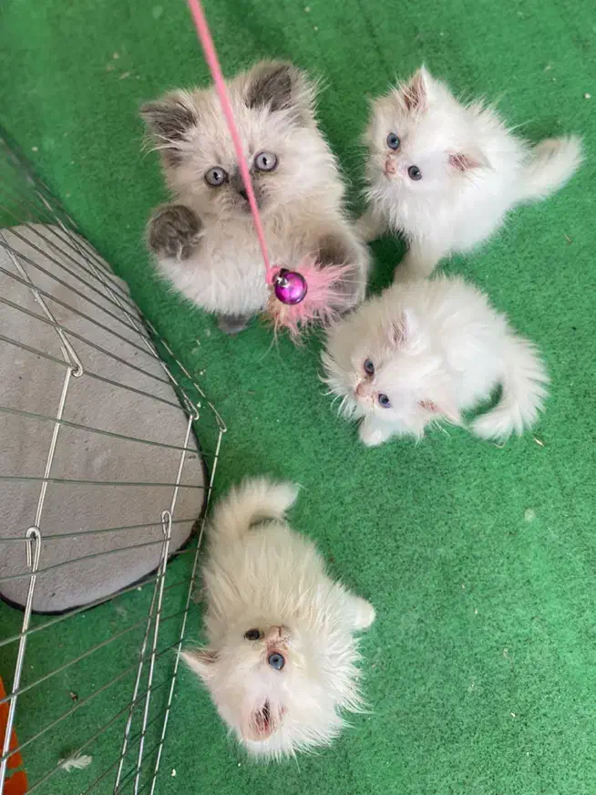 گربه|گربه|بجنورد, |دیوار