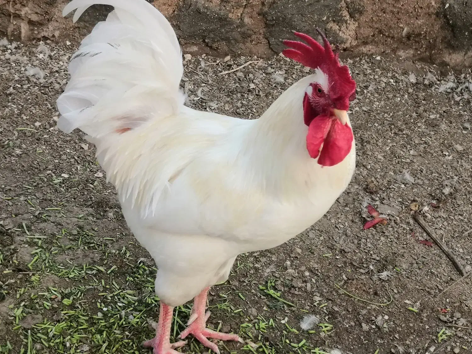 خروس|حیوانات مزرعه|درگهان, |دیوار