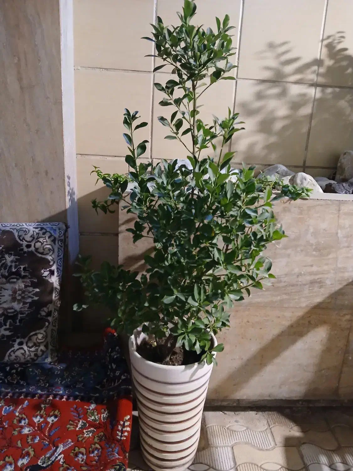 گل شمشاد|گل و گیاه طبیعی|مشهد, سجاد شهر|دیوار