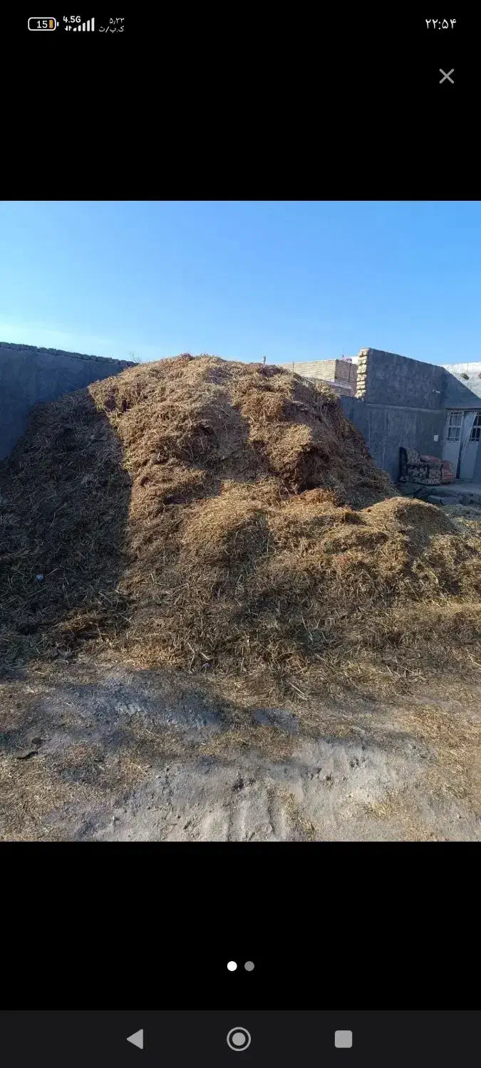 خریدار کاه زرد و خراب کیلویی ۵۰۰|خدمات باغبانی و درختکاری|شراء, |دیوار
