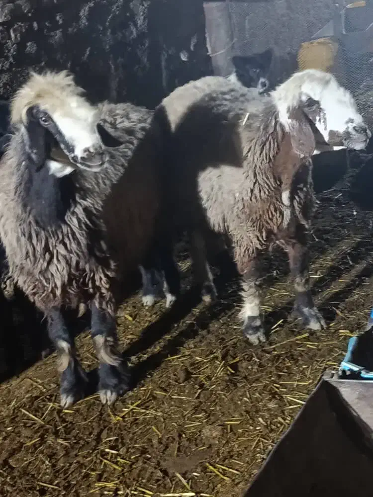 شیشک میش ابستن|حیوانات مزرعه|شیراز, شهرک رضوان|دیوار