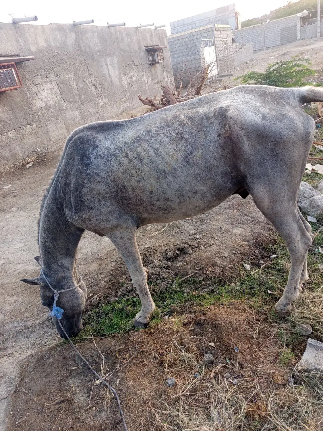 اسب|اسب و تجهیزات اسبسواری|میناب, |دیوار