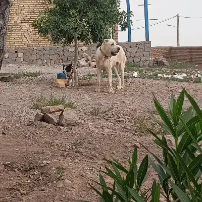 سگ خراسانی|سگ|شهر بابک, |دیوار