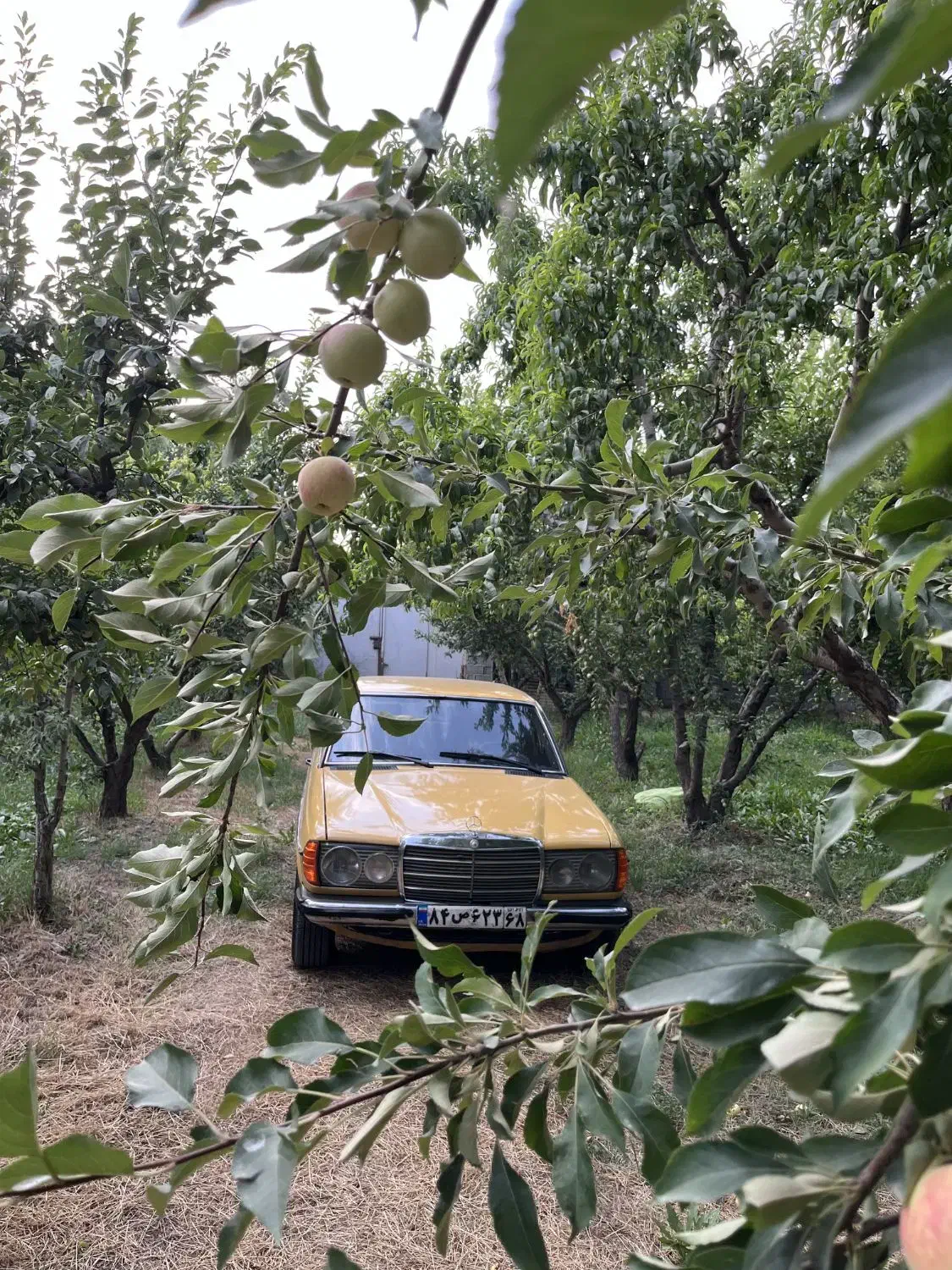 بنز کلاسیک ۲۳۰ دانشجویی|خودرو کلاسیک|کرج, حصارک بالا|دیوار