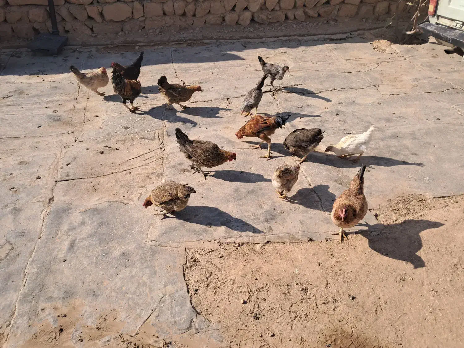 مرغ و وارگ و خروس سالم|حیوانات مزرعه|سرپل ذهاب, |دیوار