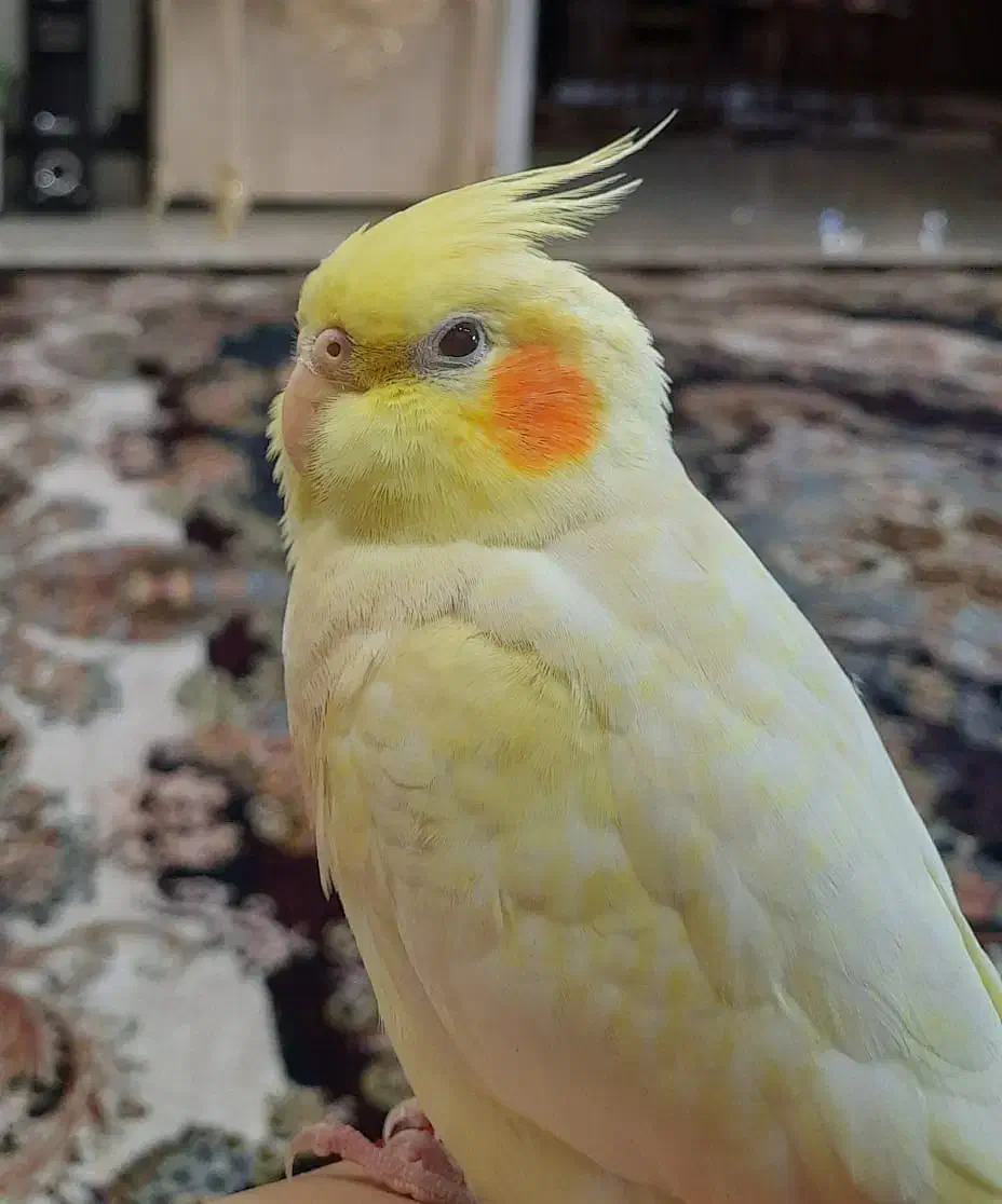 گمشده|حیوانات|دزفول, |دیوار