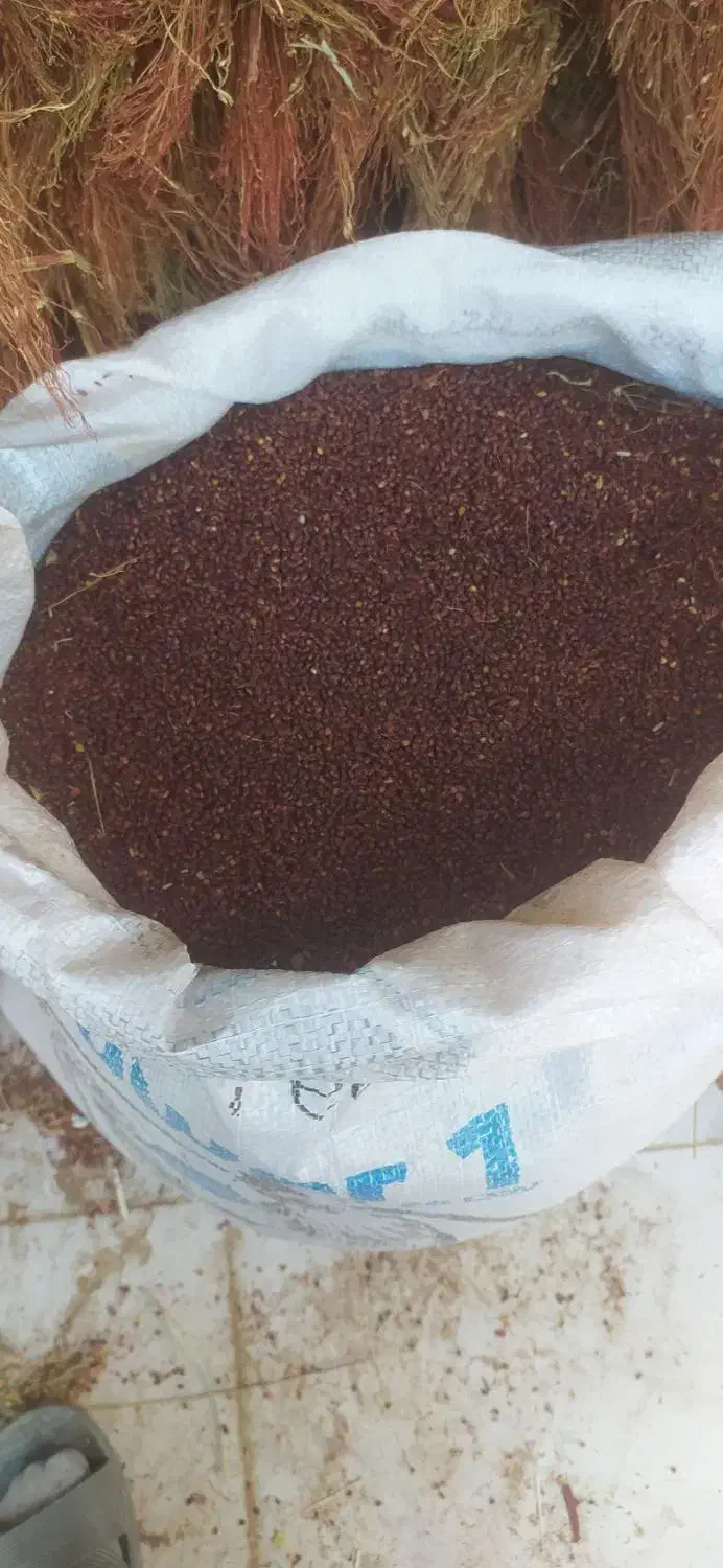 بذرجارو تخم جارو|عمده‌فروشی|جوانرود, |دیوار