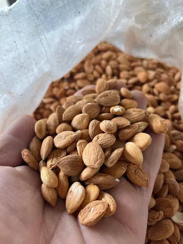 مغز هسته زرد آلو عمده|خوردنی و آشامیدنی|بناب, |دیوار