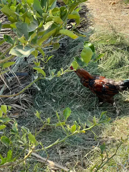 مرغ فروشی فوری|حیوانات مزرعه|رودان, |دیوار