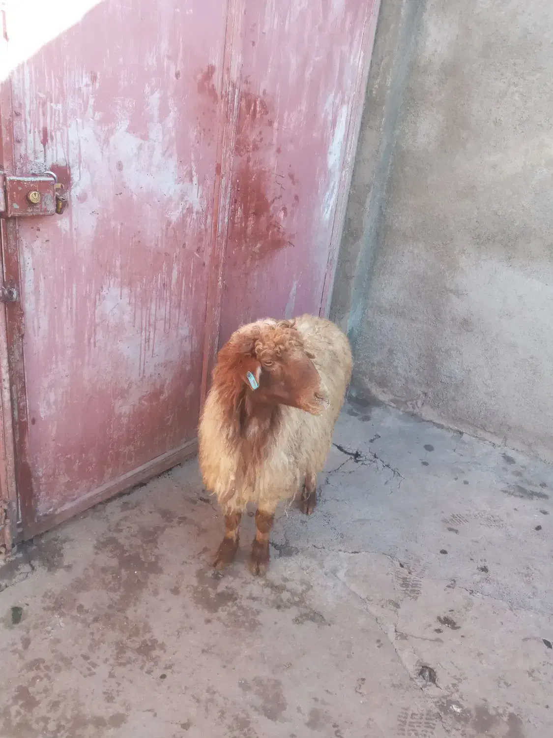 میش|حیوانات مزرعه|خرم‌آباد, |دیوار