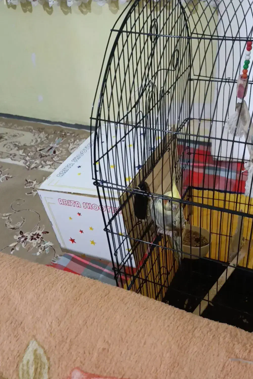 عروس هلندی جفت|پرنده|نظرآباد, شهرک سید جمال الدین|دیوار