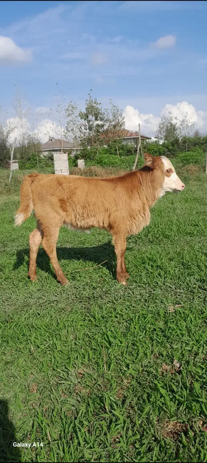 گاو چالوسی شیری وگوساله ماده سیمینتال|حیوانات مزرعه|رشت, جماران|دیوار