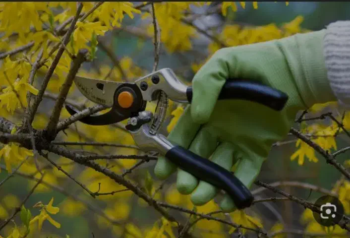 هرس کاری   شکوفه|خدمات باغبانی و درختکاری|تبریز, |دیوار