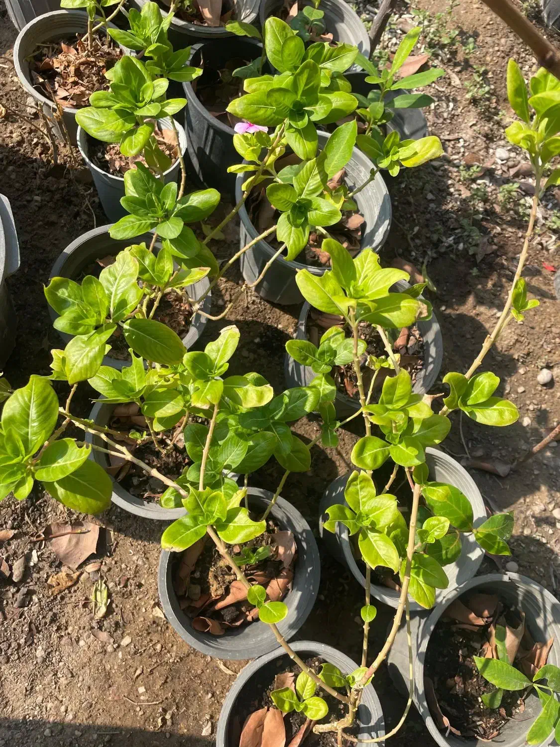 انواع نهال بومی|گل و گیاه طبیعی|بندرعباس, |دیوار