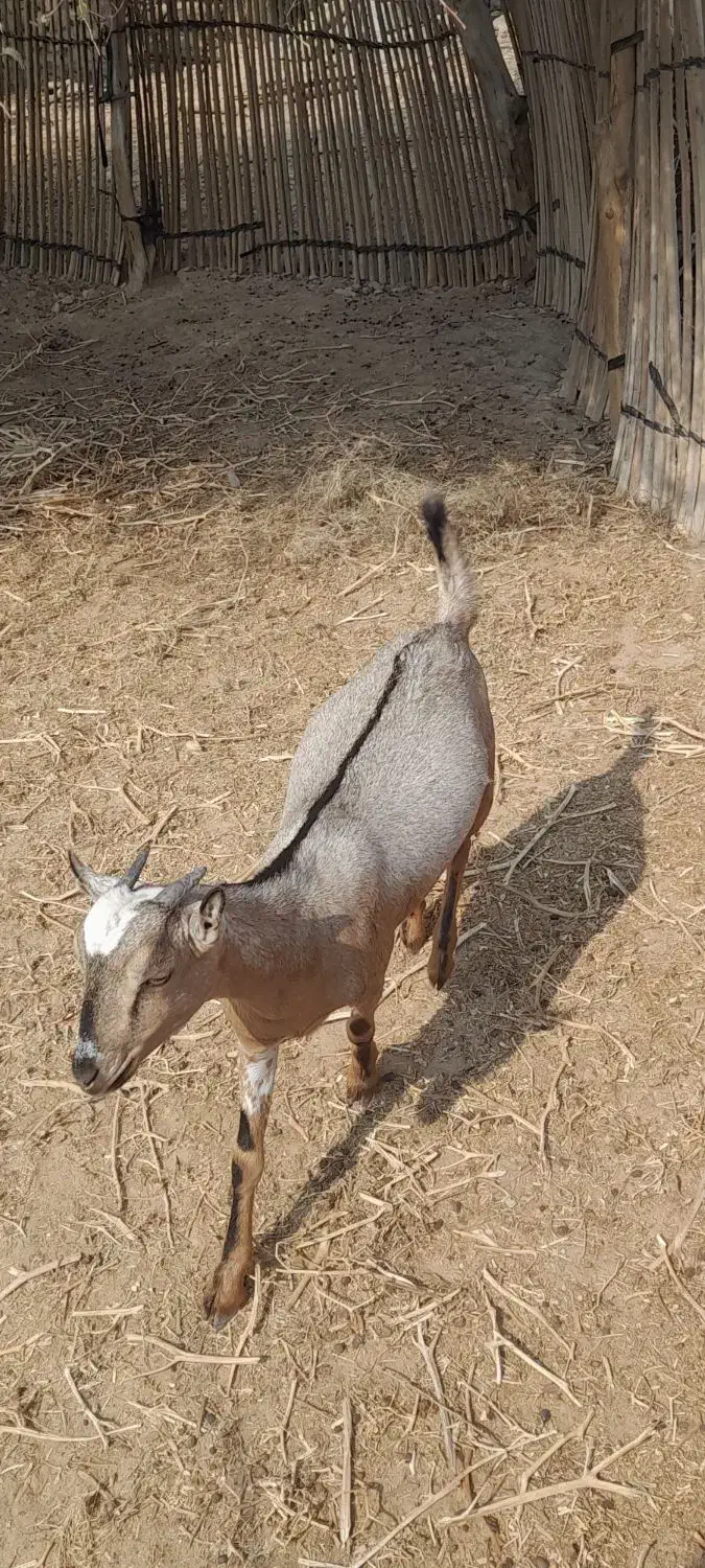 دوعددکهره ماده بایکی نر|حیوانات مزرعه|رویدر, |دیوار