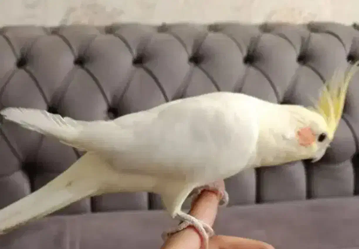 عروس هلندی دستی|پرنده|مشهد, زمانه|دیوار