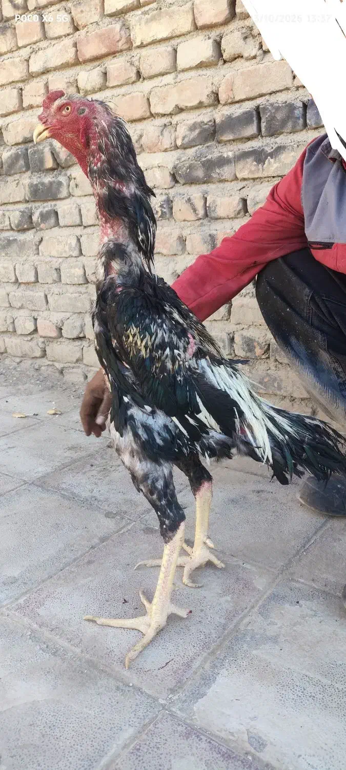 خروس لاری اوشامو|حیوانات مزرعه|مشهد, ده دی|دیوار