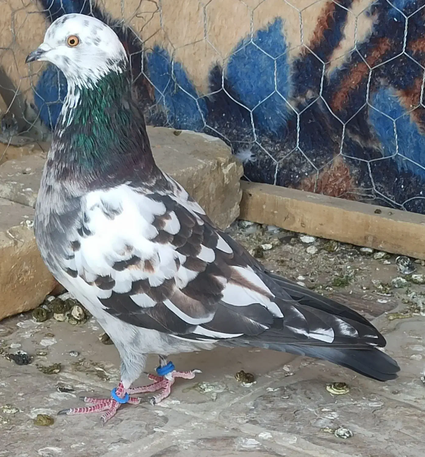 کبوتر پرشی|پرنده|اشنویه, |دیوار