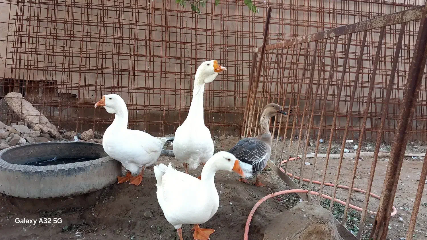 غو‌غاز|حیوانات مزرعه|باوی, |دیوار