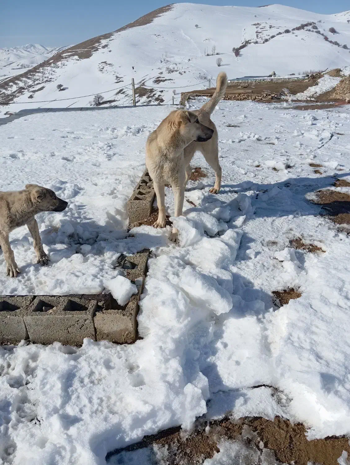 توله  پژدر 7ماه|سگ|سقز, |دیوار