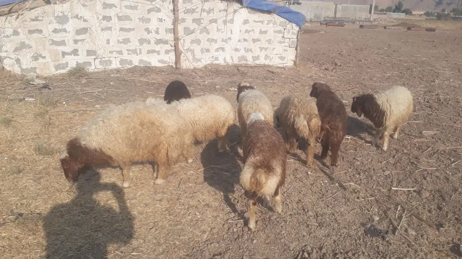 فروش بره نر|حیوانات مزرعه|دره شهر, |دیوار