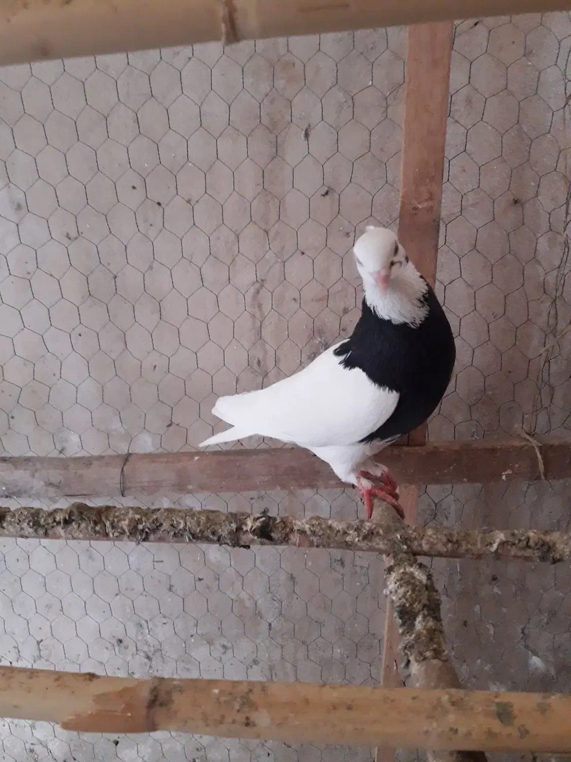 کبوتر طوقی و سار ۸۰۰۰۰۰۰تومان|پرنده|گنبد کاووس, |دیوار