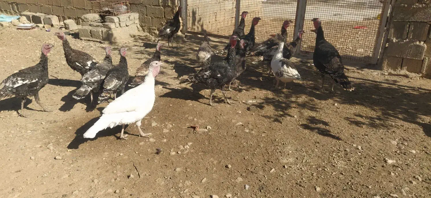 بوقلمون محلی|حیوانات مزرعه|مرودشت, رامجرد یک|دیوار