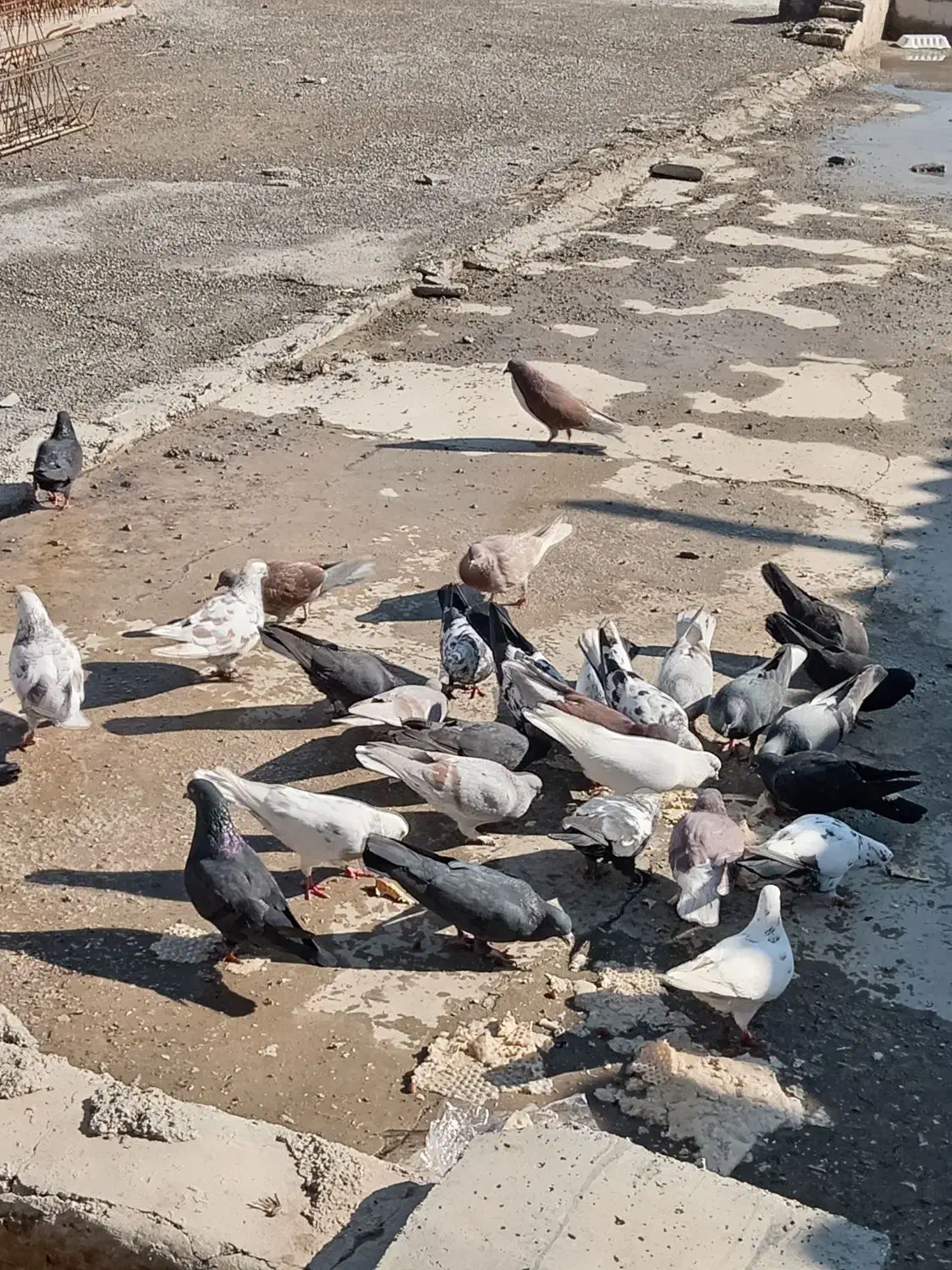 کبوتر|پرنده|اصفهان, شاهزاده ابراهیم|دیوار