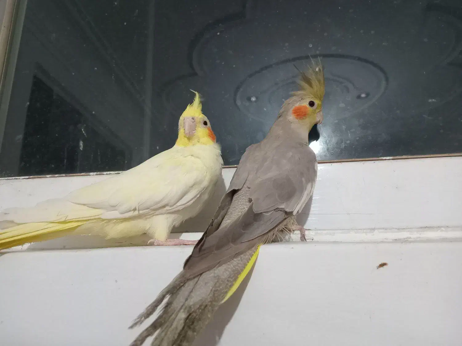 یک جفت عروس هلندی ۱۸ ماهه سالم و زیبا|پرنده|لنگرود, |دیوار