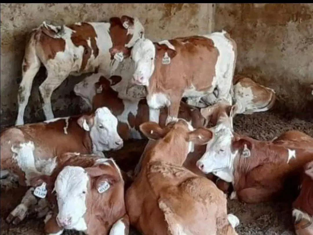 خرید وفروش گوساله های پرواری سمینتال و هلشتاین|حیوانات مزرعه|بندر ترکمن, |دیوار