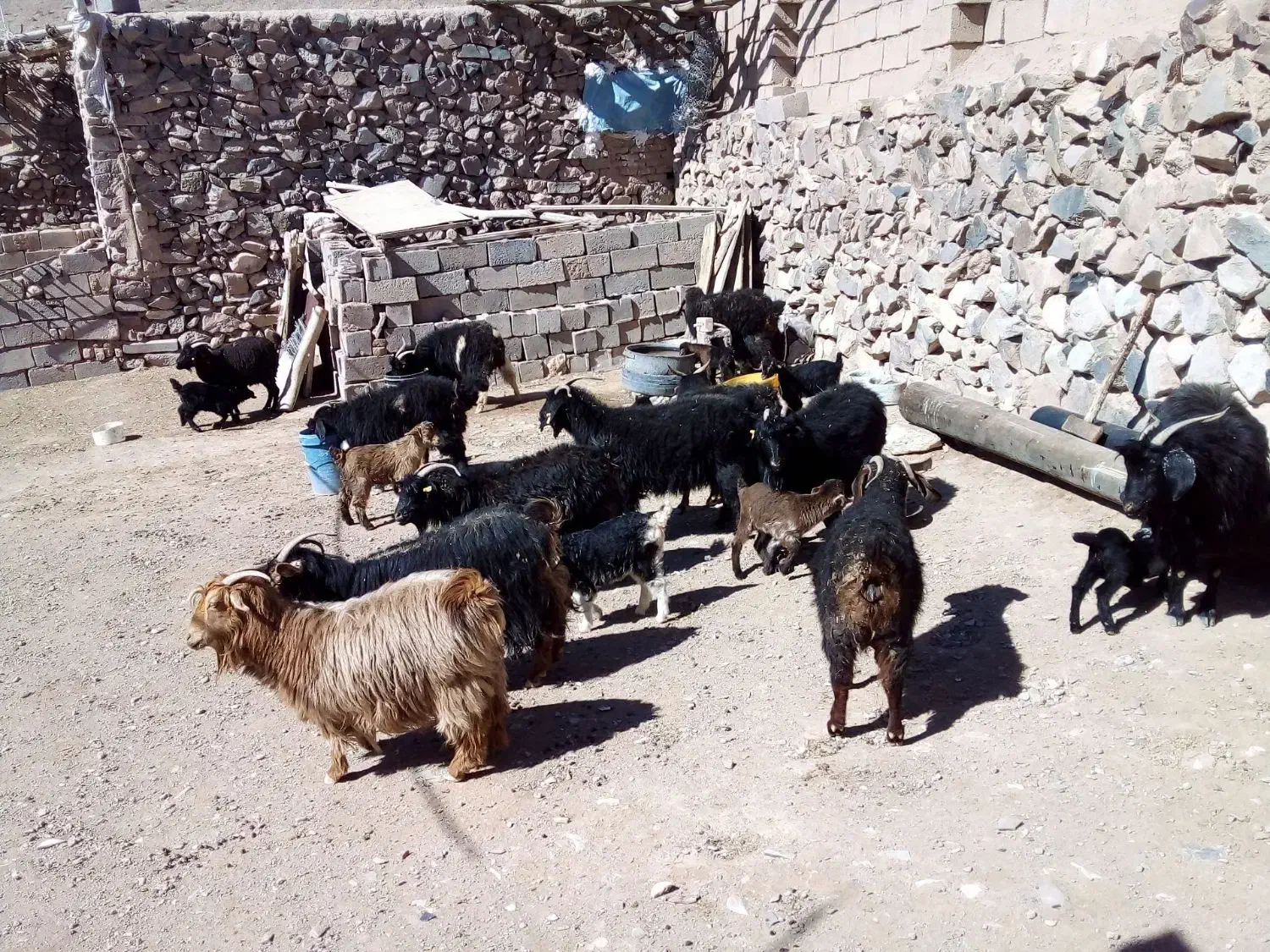 بز زایده|حیوانات مزرعه|بیرجند, |دیوار